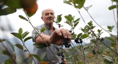 Fındık ve mısıra alternatif dikilen aronyada hasat mesaisi başladı (Foto Galeri) 