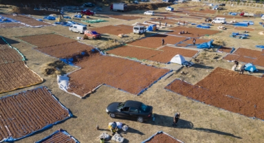 Giresunlu üreticilerin fındık kurutma adresi bu yıl da değişmedi (Foto Galeri)