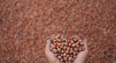Mahsulünü işlemeyi öğrenen üreticiler fındığa değer katacak (Foto Galeri)