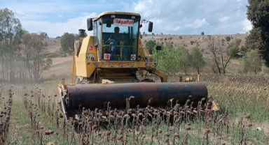Samsun'da ayçiçeği hasadı başladı: 21 bin ton ayçiçeği rekoltesi bekleniyor (Foto Galeri)