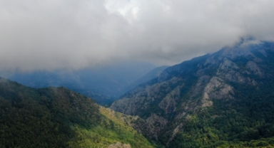 Sis ve ormanın muhteşem buluşması (Foto Galeri)