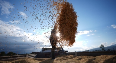Tescilli pirinç hasat ediliyor (Foto Galeri) 