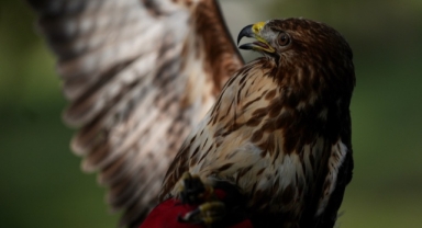 Uzman ellerde iyileştirilen kızıl şahin göç yolculuğuna devam edecek (Foto Galeri) 