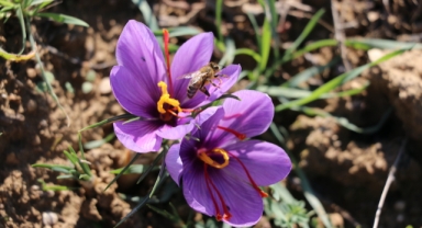 Lavanta Kokulu Safran Bahçesi Çiçek Açtı (Foto Galeri) 