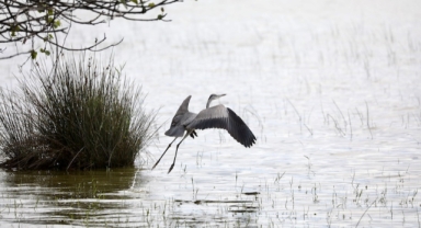 Sonbahar yağışları Kızılırmak Deltası Kuş Cenneti'ni yeniden canlandırdı (Foto Galeri)