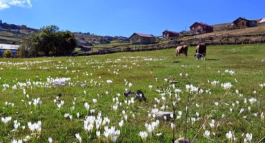 Tarihi kervan yolundaki 