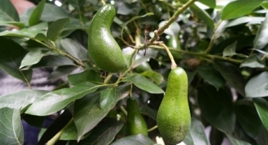 Anavatanı Meksika olan avokadoyu 14 yıldır Samsun'da üretiyor (Foto Galeri) 