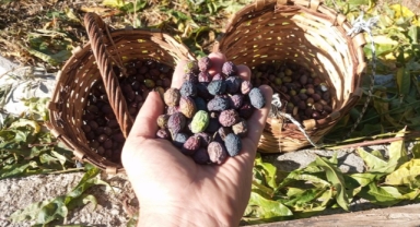 Artvin’in lezzet ödüllü o zeytininde hasat sürüyor (Foto Galeri)