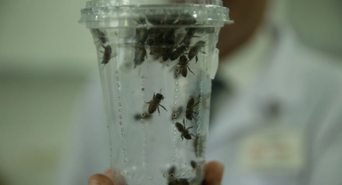 Azerbaycanlı kadın mühendis arıcılıkta uzmanlaşmak için Türkiye'yi tercih etti (Foto Galeri)