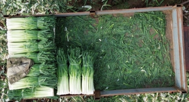 Bafra Ovası'nda üretilen pırasanın hasadına başlandı (Foto Galeri) 