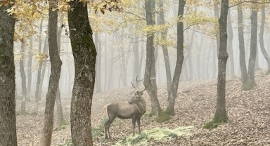 Bolu Ormanlarında Sonbahar: Doğa ve Yaban Hayatı Bir Arada (Foto Galeri)
