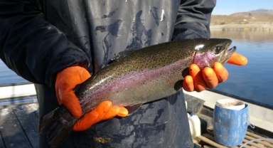 Dünyaya pazarlanan somonlar, denize kıyısı olmayan Sivas'ta olgunlaşıyor