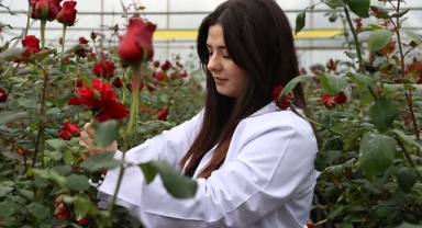 Hamsi atıklarından elde edilen biyogübre gül seralarında kullanılıyor (Foto Galeri)