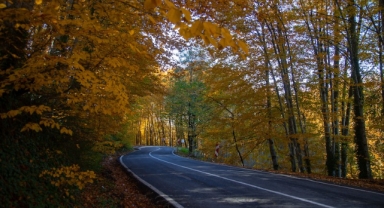 Karadeniz Ormanlarının Eşsiz Güzelliği (Foto Galeri)