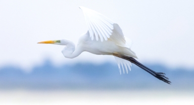 Kızılırmak Deltasının zengin yaban hayatı (Foto Galeri)