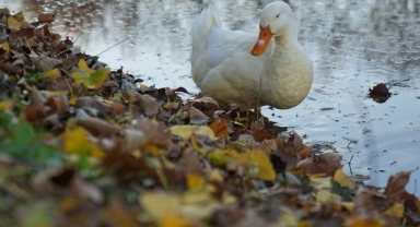 O ilde sonbahar, kartpostalık görüntüler oluşturdu (Foto Galeri)
