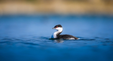Samsun'da kulaklı batağan avlanırken görüntülendi (Foto Galeri)