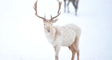 Türkiye’de Bir İlk: Yaban Hayvanları Doğal Ortamında Tanıtılıyor (Foto Galeri) 