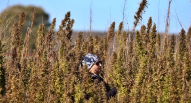 Üniversitenin deneme arazisinde yetiştirilen kenevir katma değerli ürünlere dönüşecek (Foto Galeri)