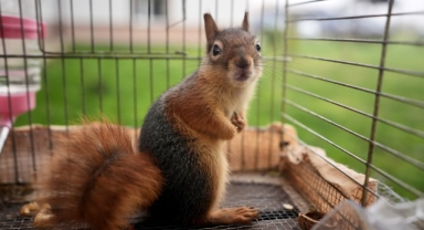 Yuvasından düşerek yaralanan sincap yavrusu uzman ellerde iyileştirildi (Foto Galeri)