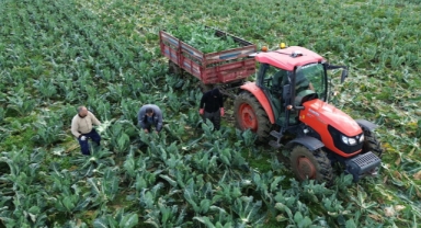 Bafra Ovası'nda karnabahar hasadı devam ediyor (Foto Galeri)