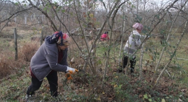 Fındık bahçelerinde kış bakımı başladı (Foto Galeri)