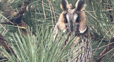 Kulaklı orman baykuşu yıllardır ailesiyle mesken tuttuğu ağaçta yaşıyor (Foto Galeri) 