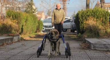 Sakat kalan köpeğini yürüteç ile hayata bağladı (Foto Galeri) 