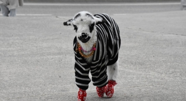 Evinde biberonla beslediği kuzuyla mahallede de geziyor (Foto Galeri)