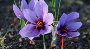 Karabük'te tıbbi aromatik bitki üretim alanı yüzde 74 arttı (Foto Galeri)