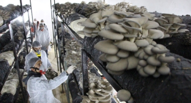 Meslek liseliler, mantar üretimiyle 1 milyon TL kazandırdı (Foto Galeri) 