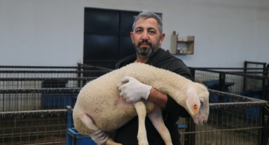 Tokatlı üretici TKDK desteğiyle sürüsünü büyüttü (Foto Galeri) 
