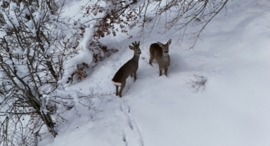 Karda yürüyen 2 karaca dronla böyle görüntülendi (Foto Galeri)
