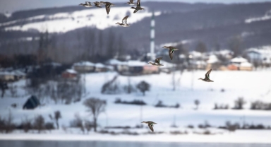 Samsun'da Ladik Gölü'nün büyük kısmı dondu (Foto Galeri) 