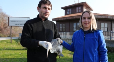Samsun'da tedavisi tamamlanan 120 yabani hayvan doğaya bırakıldı (Foto Galeri)