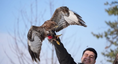 Uzman ellerde iyileştirilen kızıl şahinler yeniden gökyüzüyle buluşacak (Foto Galeri) 