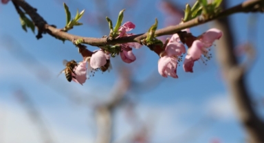 Amasya'da Kar Yağışı Sonrası 'Dondurarak Dondan Koruma' Başarıyla Uygulandı