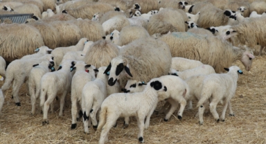 Amasya'da süt kuzularının anneleriyle buluşma anı güzel görüntüler oluşturdu (Foto Galeri)