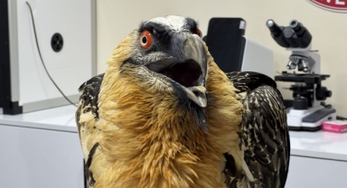 Artvin'de kanadı ampute edilen sakallı akbaba hayvanat bahçesine gönderilecek (Foto Galeri) 