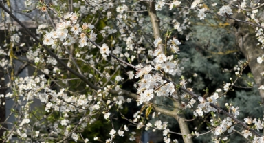 Baharın müjdecisi Cemre toprağa düştü, ağaçlar çiçek açmaya başladı (Foto Galeri)