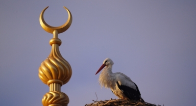 Bayburt'taki yuvasından 23 yıl sonra ayrılan 'Vefalı' leylek geri döndü (Foto Galeri)