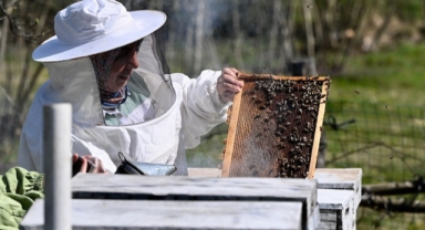 Dedesi ve babasından el aldığı arıcılığı ‘mektepli' olarak sürdürüyor (Foto Galeri)