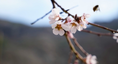 Gümüşhane’de yalancı bahara aldanan badem ağaçları çiçek açtı (Foto Galeri)