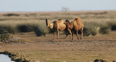 Kızılırmak Deltası'nda develer görüntülendi (Foto Galeri)