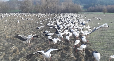 Mola veren leylekler 5 dönümlük tarlada adım atacak yer bırakmadı (Foto Galeri)