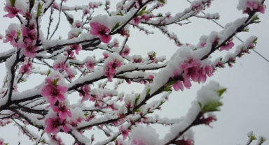 Rize'de kar yağışı (Foto Galeri) 