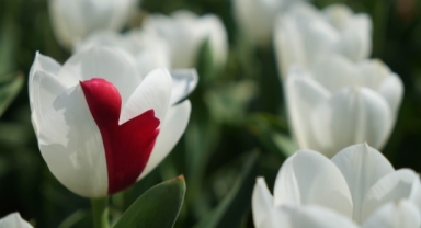 Samsun'da lale zamanı (Foto Galeri)