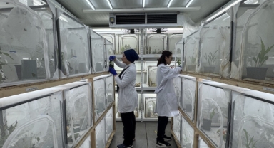 Samsun'daki laboratuvarda 750 bin samuray arısı üretiliyor (Foto Galeri)