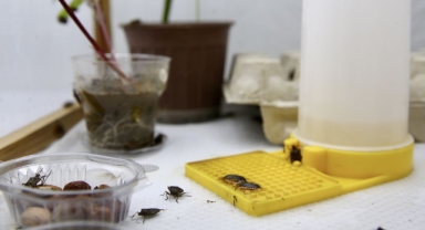 Samuray Arıları Kahverengi Kokarca ile Savaşta Etkin Rol Oynayacak (Foto Galeri) 