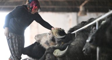 Süt ve peynir ihtiyacı için aldığı mandaları devlet desteğiyle çoğaltıp çiftlik kurdu (Foto Galeri)